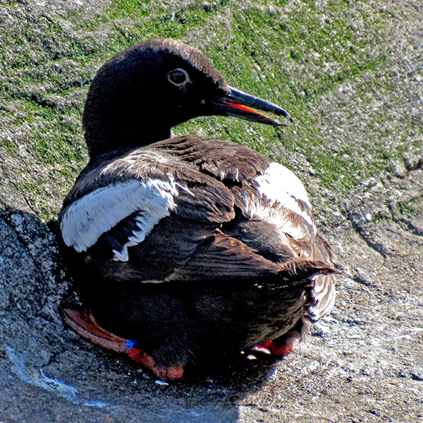 Pigeon Guillemot