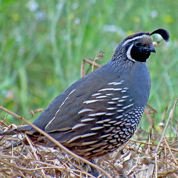 A quail on Stephens Farm; Chuck likes quail.