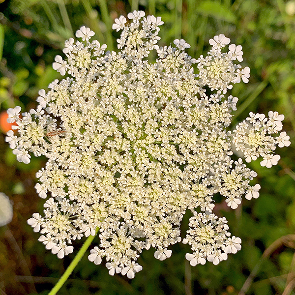 Queen Anne’s Lace flowers, which are abundant as a weed in the orchard.