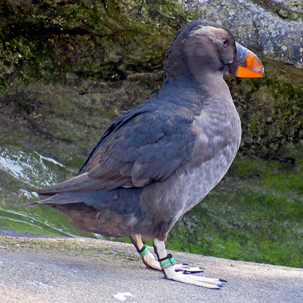 A rhinoceros auklet in the Oregon Coast Aquarium.