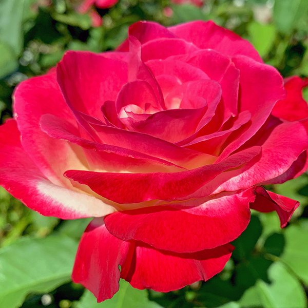 This is one of my step-mother Rachel’s roses. Oregon has a good climate for roses.