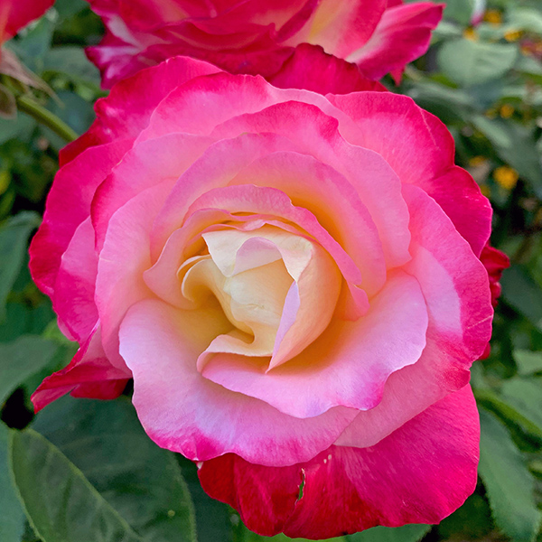 Mom has lots of nice roses.