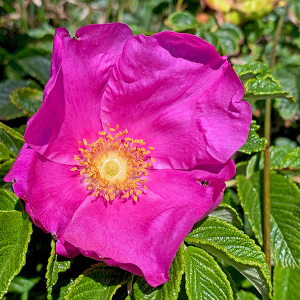 Rose along the coast.