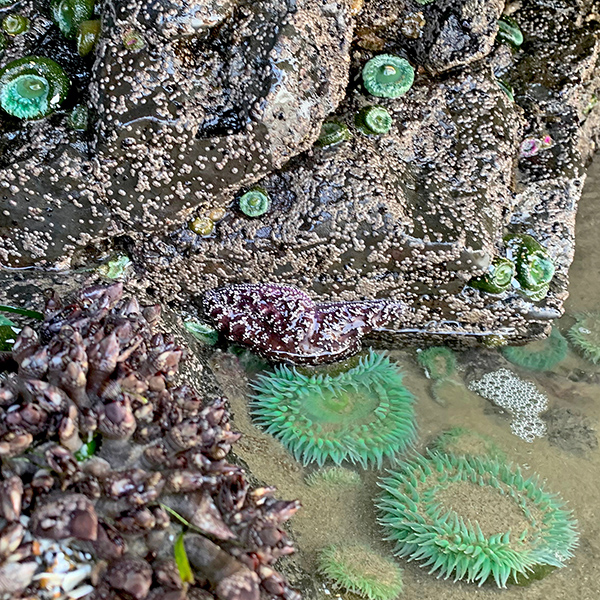 Giant Green Sea Anemones in Yachats.