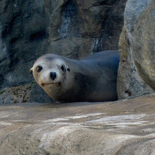 Sea lion at Oregon Coast Aquarium.