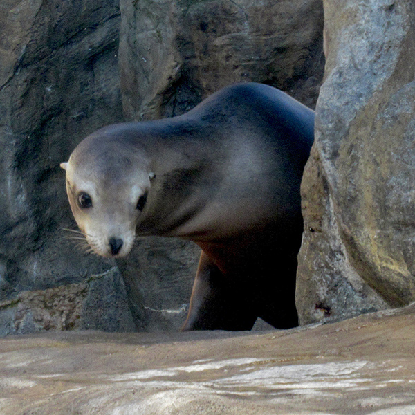 Sea lion at Oregon Coast Aquarium.