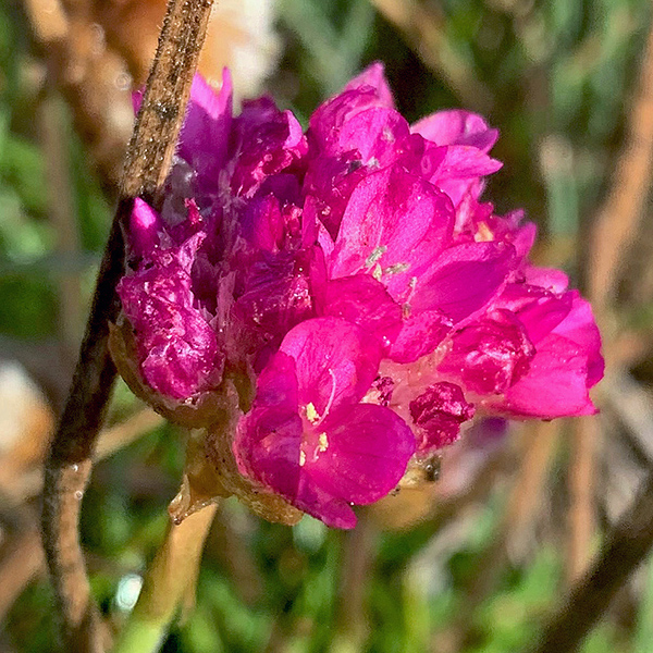 Sea Thrift blossom