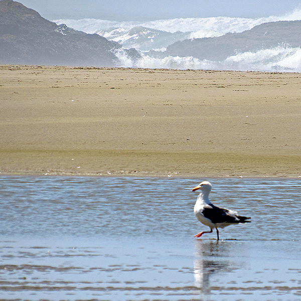 This seagull was wading in water along the Yachats beach.