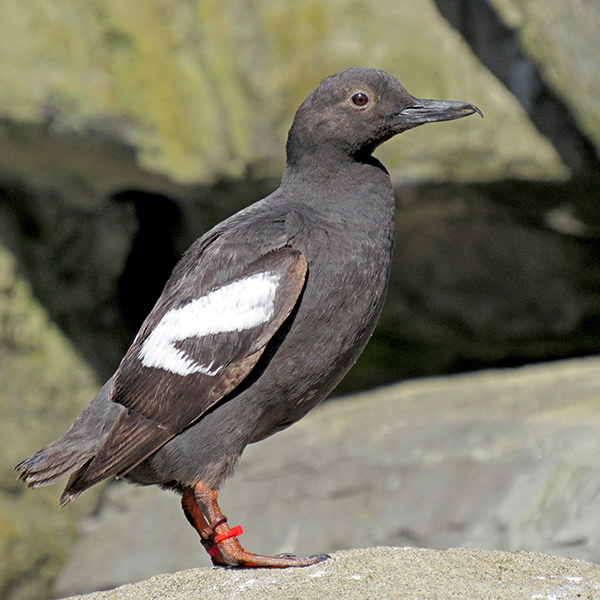 Pigeon Guillemot