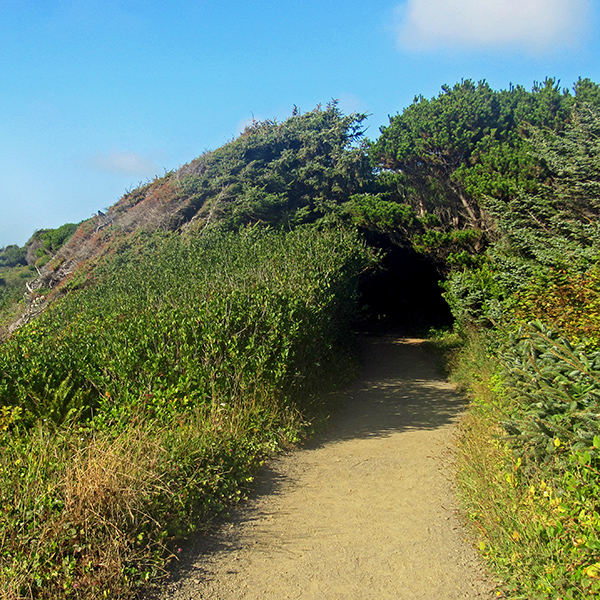 The 804 trail in Yachats.