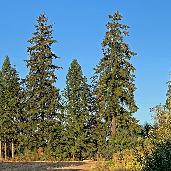 The two tall fir trees at Stephens Farm