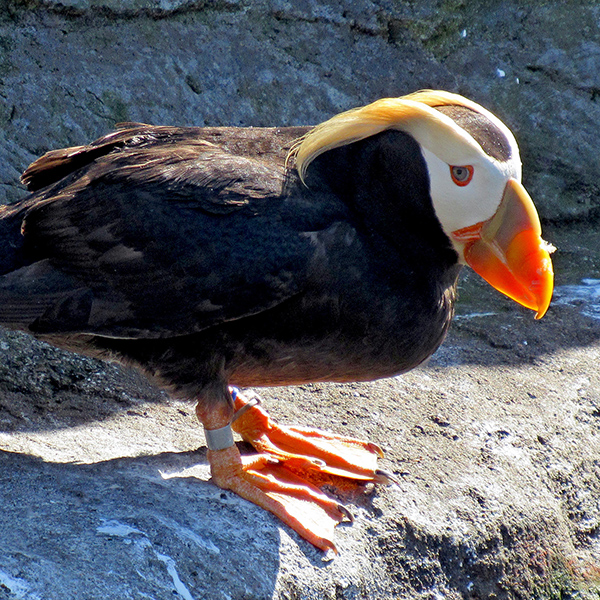 A tufted puffin in the Oregon Coast Aquarium.