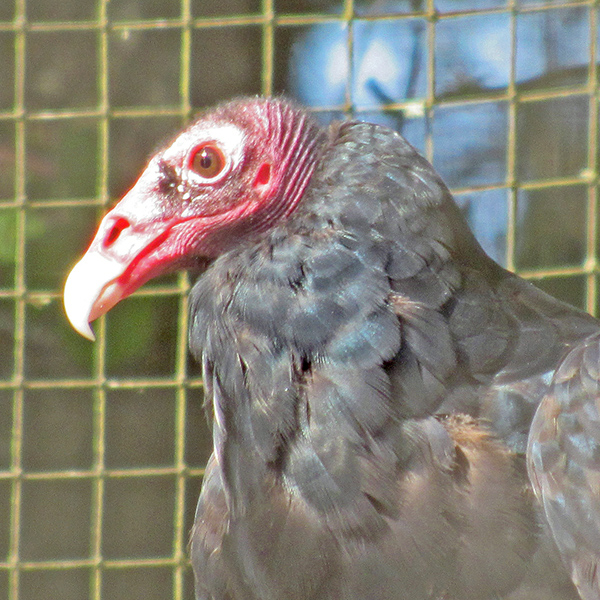 A Turkey Vulture in the Oregon Coast Aquarium in Newport.