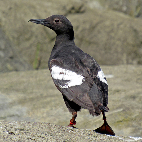 Pigeon Guillemot