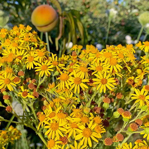 Yellow flowers on the farm (weeds).