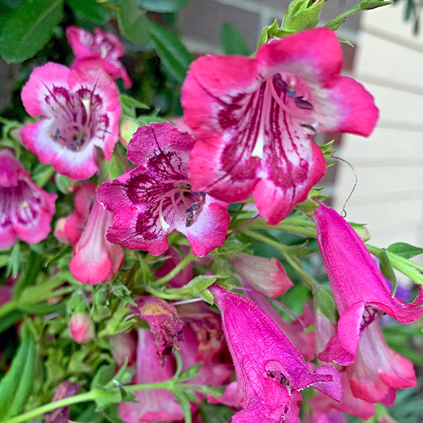 These are some beardtongue flowers we gave Mom for her birthday.