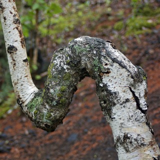 Strange tree trunk at Wudalianchi