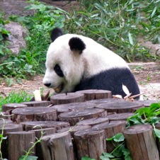 Beijing Zoo