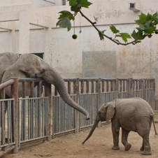 Beijing Zoo