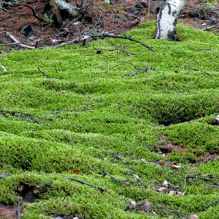 Moss on the slopes of Black Dragon Volcano