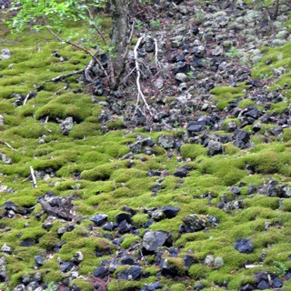 Moss on the lava stone
