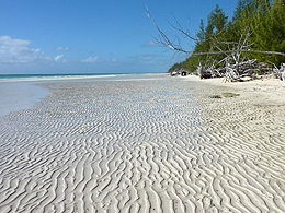 Beach on Grand Bahama Island