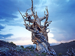 Bristlecone Pine