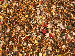 Freshly fallen carpet of leaves