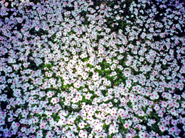 Carpet of flowers