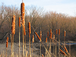 Cattails and winter trees