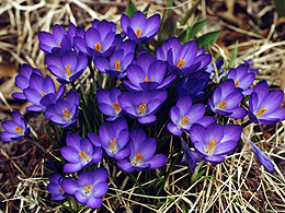 Purple crocuses growing in our yard