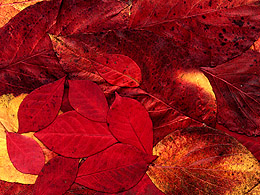 Dark red dogwood tree leaves