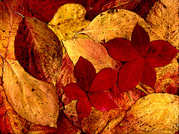 Leaves from trees in our neighborhood scanned for pattern construction