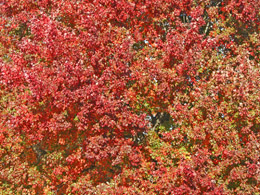 Red, yellow, oranage, and green leaves on a big tree