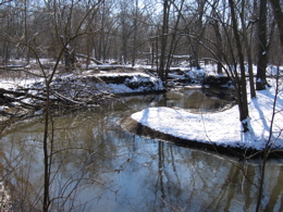 White Oak in Illinois Winter Scene with snow and acorns