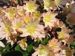 Flowers with yellow, cream, and pink color