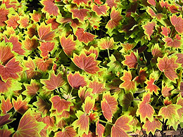 Garfield Conservatory Leaves