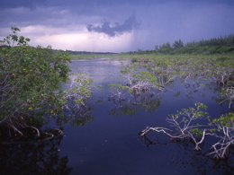 dark water with mangroves and a dark sky