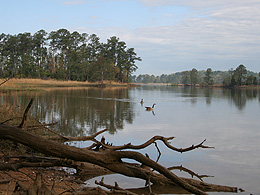Geese on the placid waters of the James River