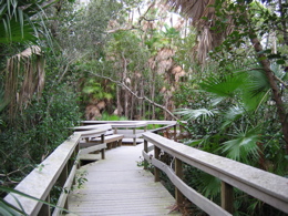 A boardwalk path through some trees