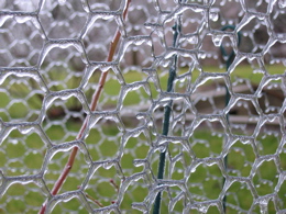 Ice on some wire around our blueberry plant in our back yard
