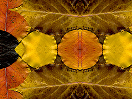 Leaf Desktop Pattern with strong yellows
