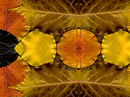 Leaf Desktop Pattern with strong yellows
