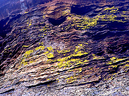 Lichens in Illinois