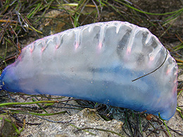 Portuguese Man-of-War