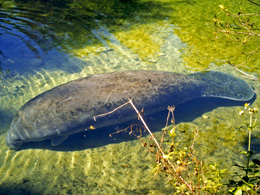 A Flordia Manatee