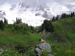 A marmot sits on a rock in the Paradise Meadow on the slopes of Mount Rainier