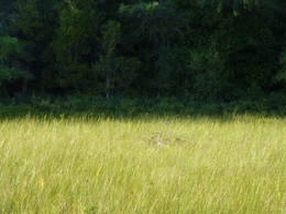 Sun and shadow in Ontario meadow