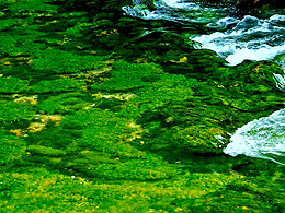 Saphire Springs with some green aquatic plants