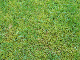 A green field of moss and grass